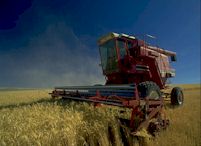farmingwheat.jpg - 7.15 K