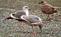 gulls1.jpg - 41.72 K