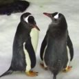 Sphen and Magic, the gay penguin couple from Australia that captured the world’s heart, celebrated their third anniversary at Sydney’s SEA LIFE Aquarium. The male couple, who have hatched two […]