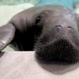 The most famous animal in Florida’s history was not Flipper or Lolita or even an alligator. It was Snooty, a male Florida manatee who lived at the South Florida Museum’s […]